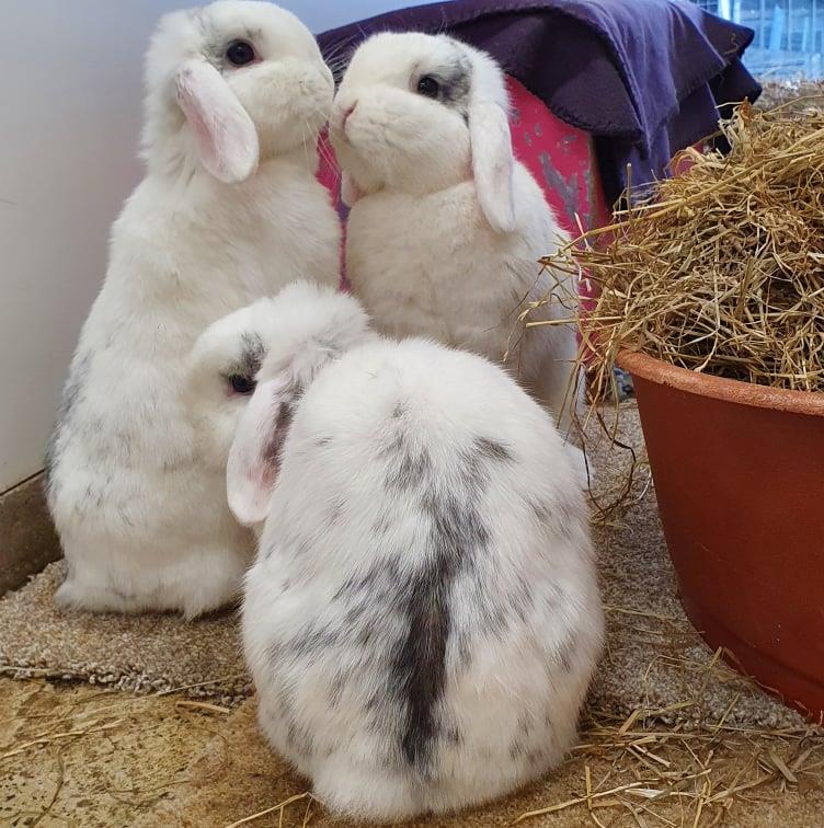 Pepper, Coconut & Cottontail