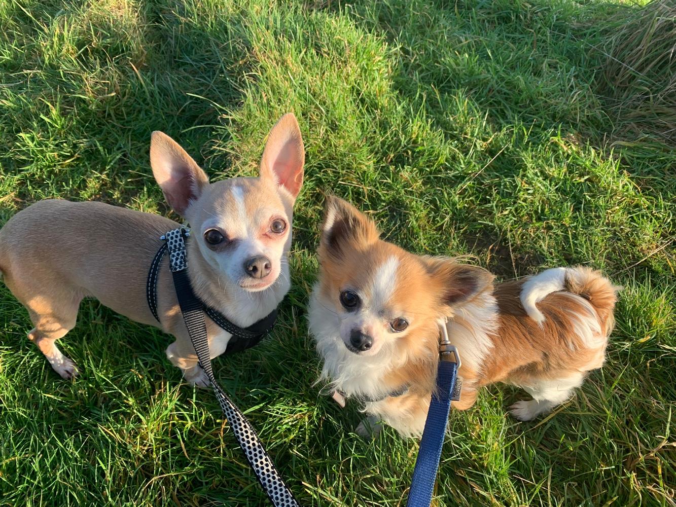 Lexi & Gizmo5531