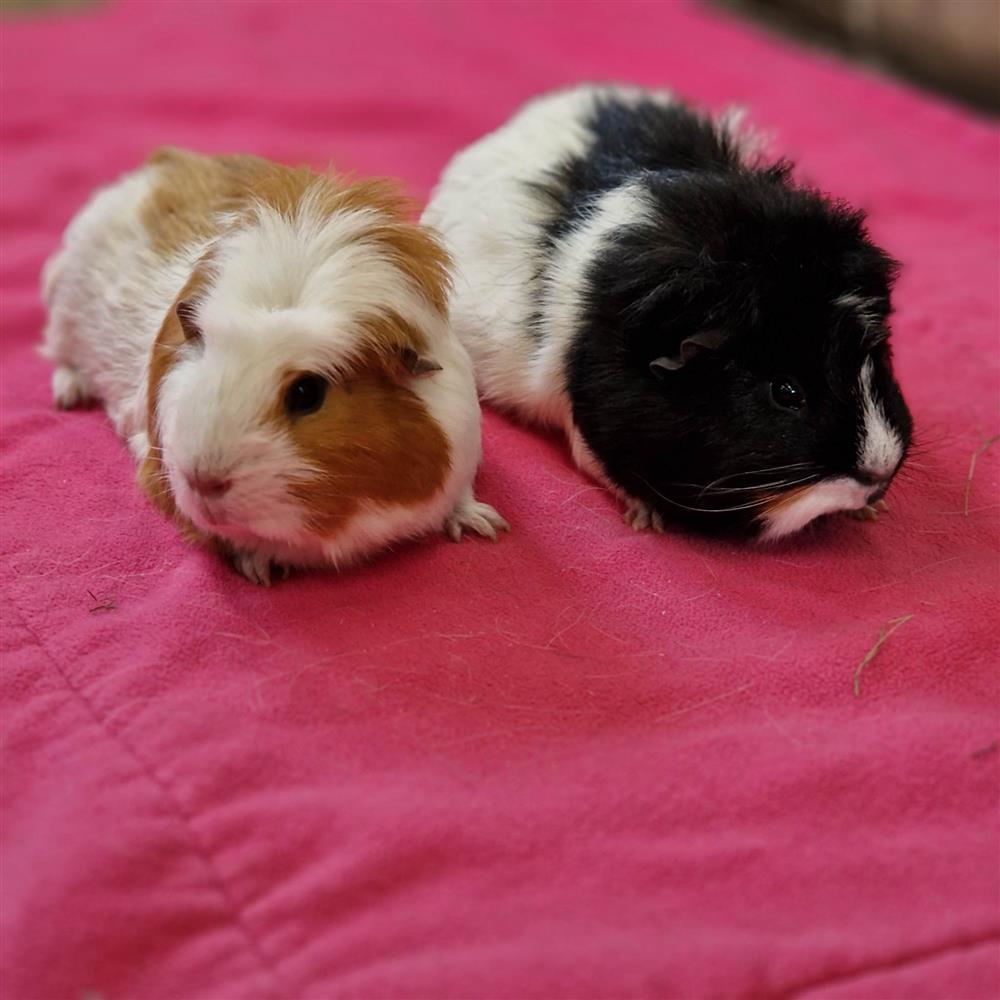 Gertie & Renfield5592