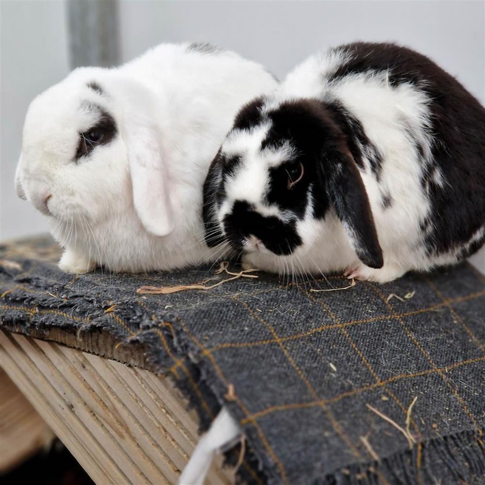Kobeni & Pochita5770