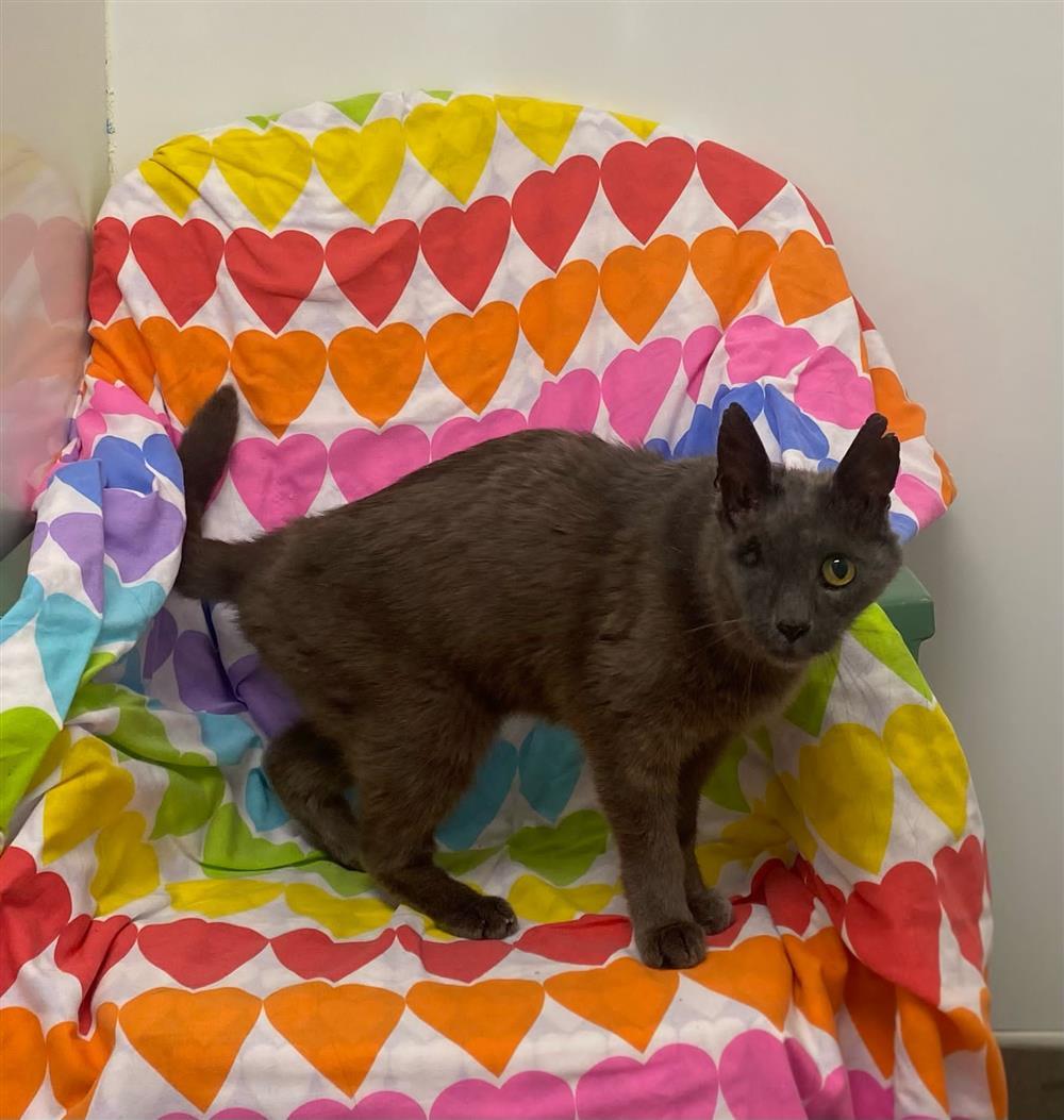 Greebo6596