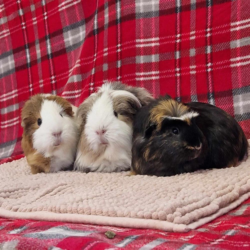 Nougat, Flump & Gizmo7965