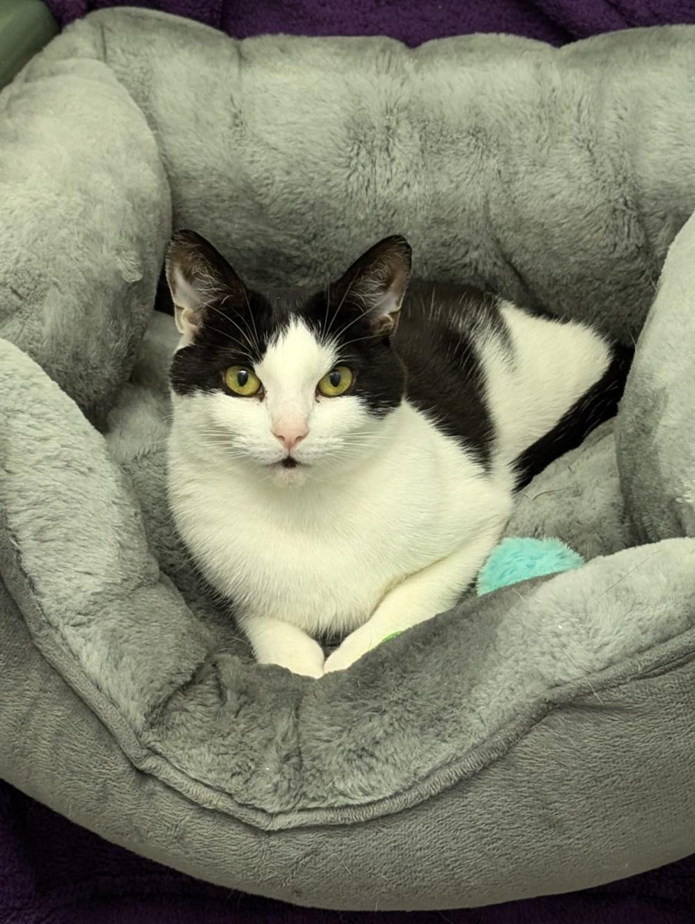 Whiskers10049
