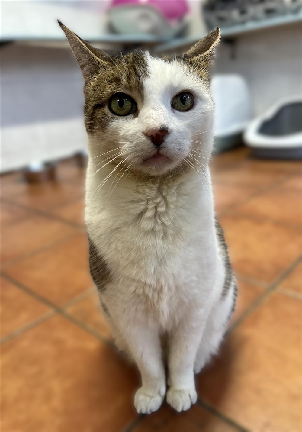 Tom11230