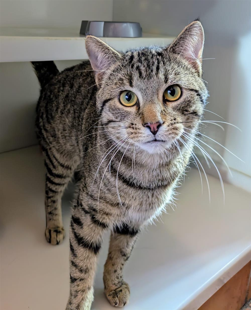 Tigger11388