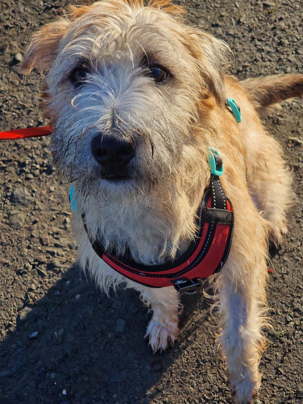 Gracie11449