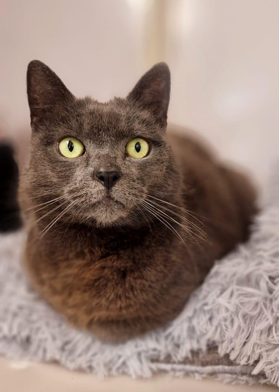 Princess Mittens11578