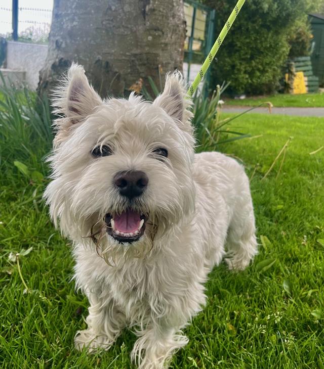 Hamish11631