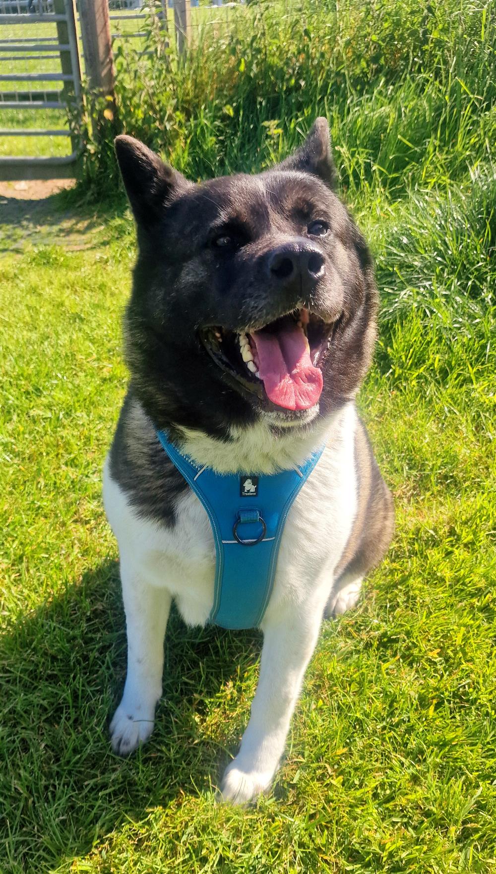 Bella (akita)11722