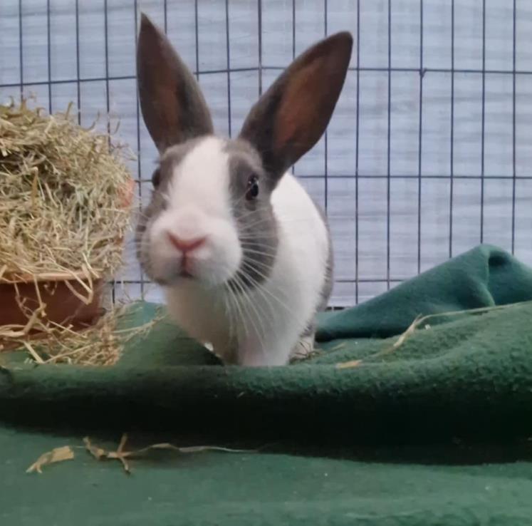 Carrots11757