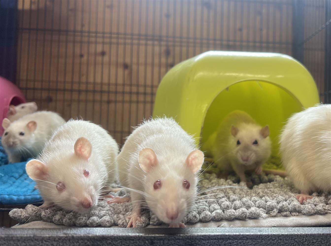 Rat Fosterer!11831