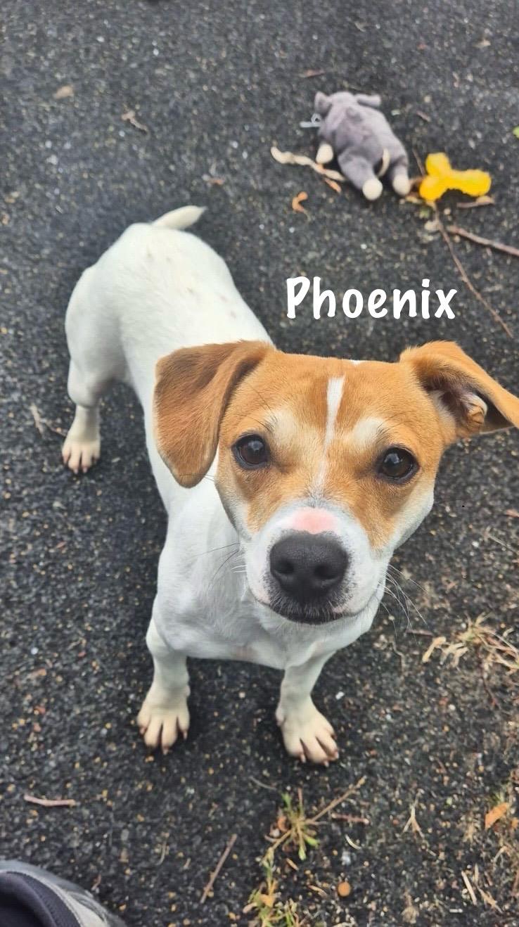Phoenix12060