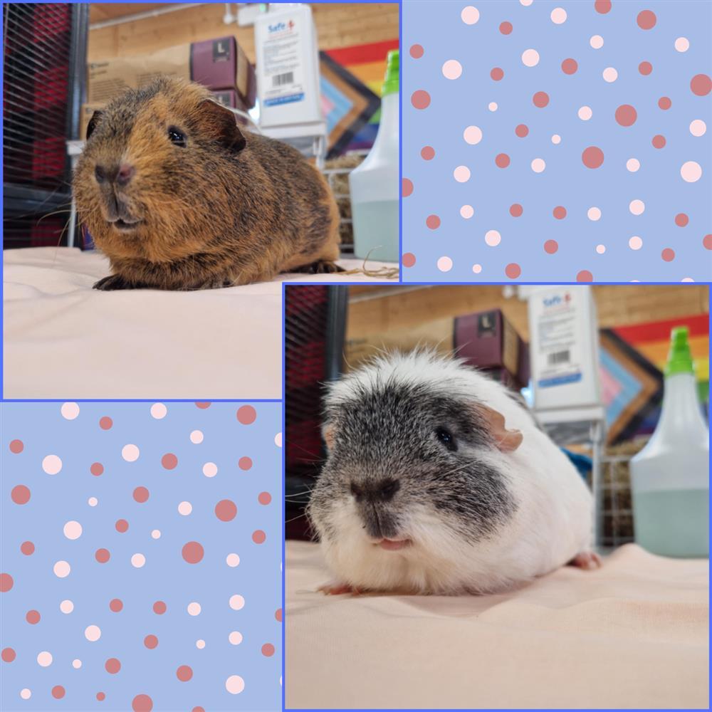 Snowball & Gizmo12068