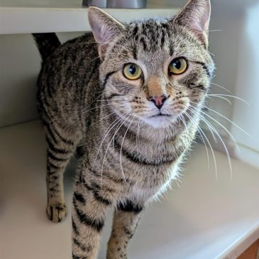 Tigger11388