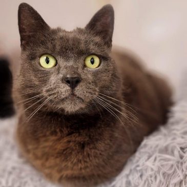 Princess Mittens11578