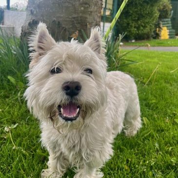 Hamish11631