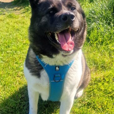 Bella (akita)11722