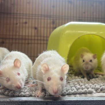 Rat Fosterer!11831