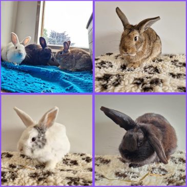 Earl, Oddie & Starlight12052