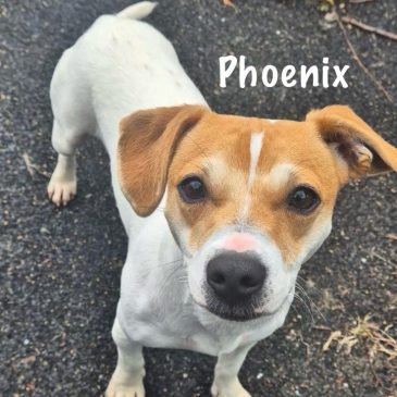 Phoenix12060