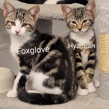 Foxglove & Hyacinth12064