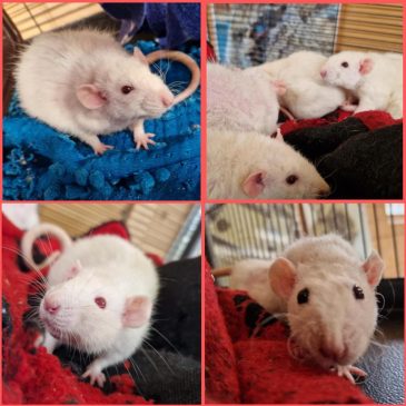 Autumn, Poppy, Kesha, Chapple & Roan12067