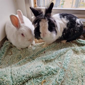 Benji & Winter Berry5013
