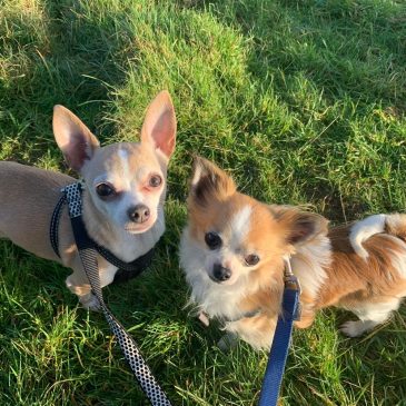 Lexi & Gizmo5531