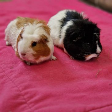 Gertie & Renfield5592