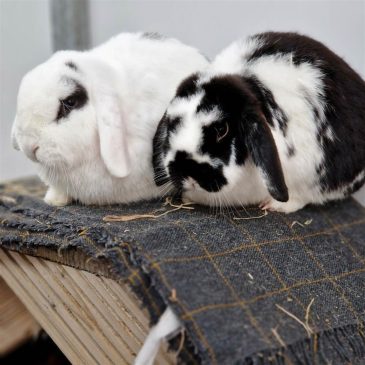 Kobeni & Pochita5770