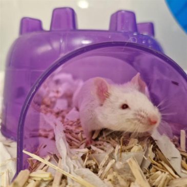 Stuart & Mozzarella6337