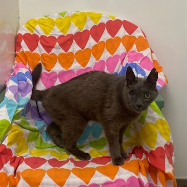 Greebo6596