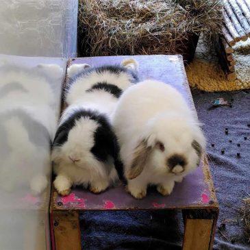 Marshmallow & Mika7023