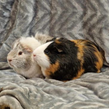 Bolt & Smudge7144