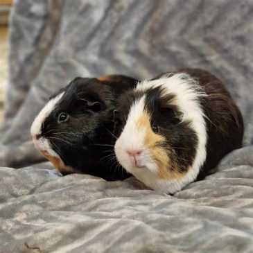 Pip & River7145