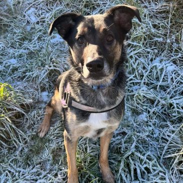 Assisi dogs sales for rehoming