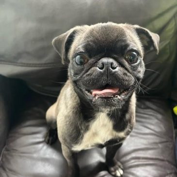 Assisi dogs for sales rehoming