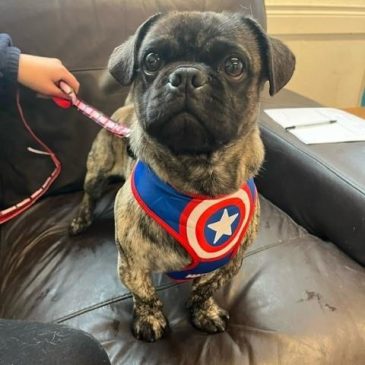Assisi dogs best sale for rehoming