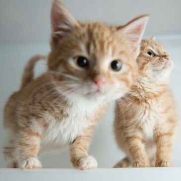 Ginger-Kittens